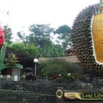 Kebun Durian Warso Farm Wisata Durian Terbaik di Bogor!