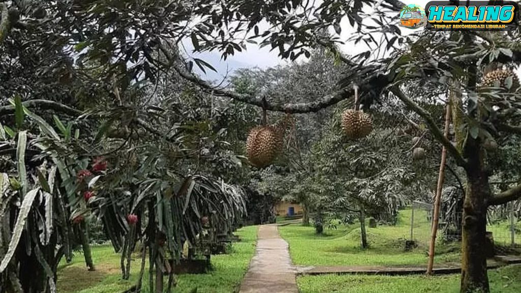 Kebun Durian Warso Farm Wisata Durian Terbaik di Bogor!