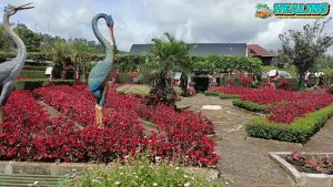 Kebun Begonia Bandung Taman2 Indah yang Bikin Betah!