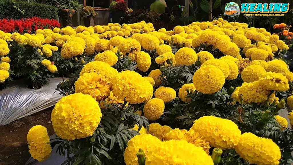 Kebun Begonia Bandung Taman2 Indah yang Bikin Betah!