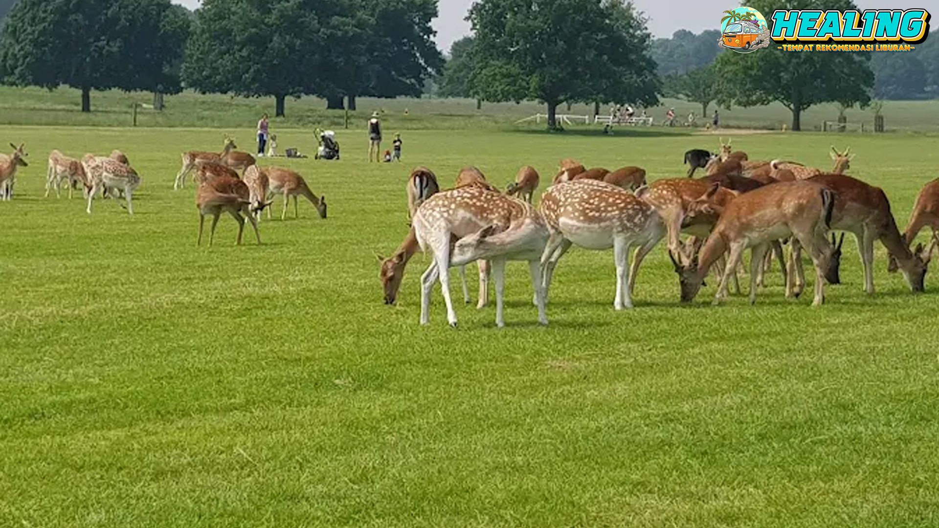 Richmond Park Oase Alam 263 Wajib Dikunjungi di Inggris