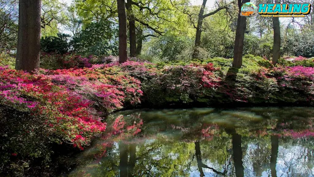 Richmond Park Oase Alam 263 Wajib Dikunjungi di Inggris