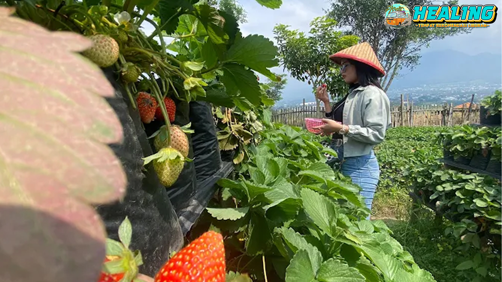 Malang Indah Menikmati 6 Lumbung Stroberi Official