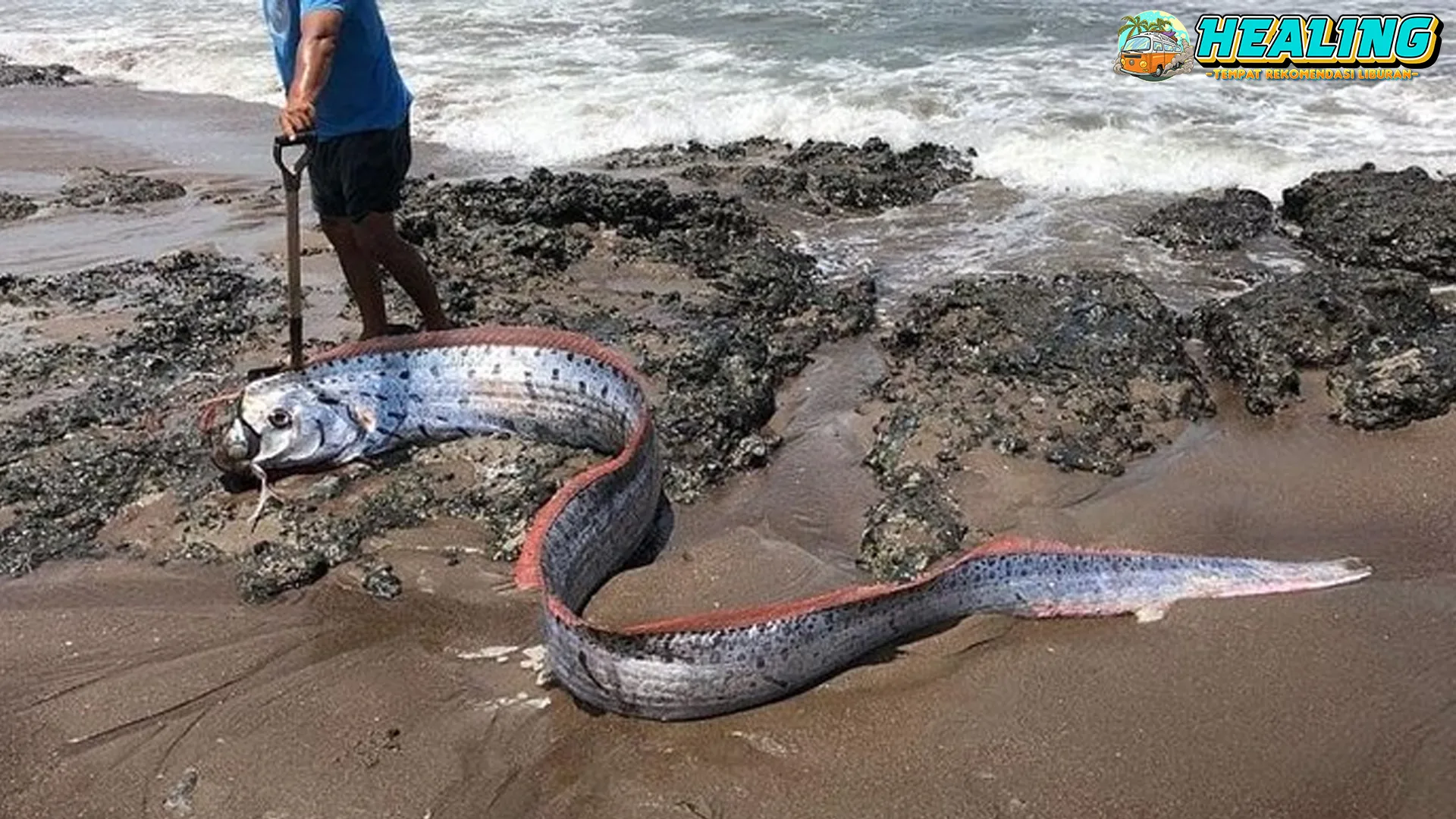 Ikan Oarfish Muncul, 6 Hal Ini baru Pertanda Alam