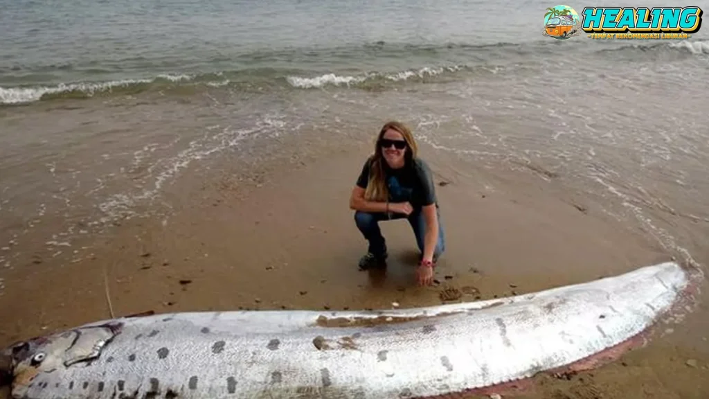 Ikan Oarfish Muncul, 6 Hal Ini baru Pertanda Alam