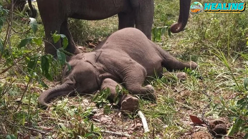 Tesso Nilo 11 Hutan, Gajah, Manusia Penuh Tak Berujung?
