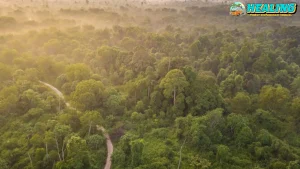 Tesso Nilo 11 Hutan, Gajah, Manusia Penuh Tak Berujung?